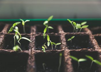 Investavimas pradedantiesiems - patarimai, kaip pradėti investuoti 1 Investavimas - pirmieji žingsniai